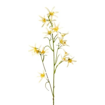 Dekorativ kvist Tweedia solanoides ZORHIL, metallic-gul, 75cm