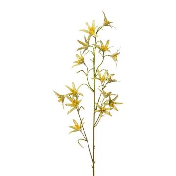 Dekorativ kvist Tweedia solanoides ZORHIL, metallicgrön, 75cm