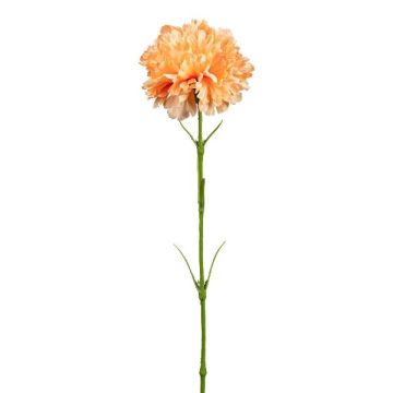 Dekorationsblomma nejlika ZENDIA, aprikos, 45cm Dekorationsblomma nejlika ZENDIA, aprikos, 45cm
