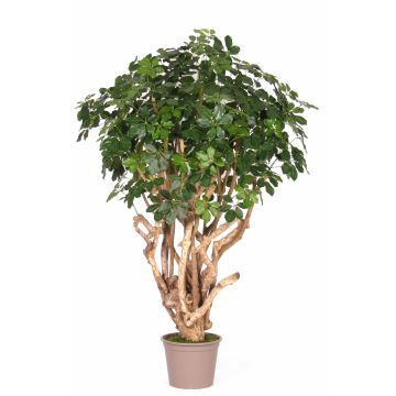 Konstgjord Schefflera TIERNO, äkta stam, grön, 200cm - Tillverkad i Italien Konstgjord Schefflera TIERNO, äkta stam, grön, 200cm - Tillverkad i Italien
