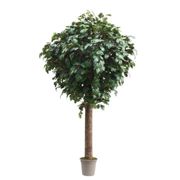 Konstgjord ek MISIANA, naturstam, grön, crossdoor, 200cm - Tillverkad i Italien