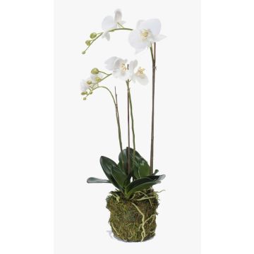Konstgjord Phalaenopsis-orkidé PABLA, mossboll, vit, 70cm