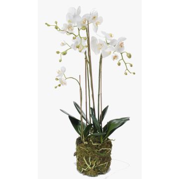 Konstgjord Phalaenopsis-orkidé, kvartett PABLA, mossboll, vit, 80cm