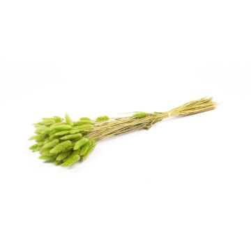 Torkat Lagurus-gräs BORKA, bunt, äppelgrönt, 55-75cm, Ø12cm Torkat Lagurus-gräs BORKA, bunt, äppelgrönt, 55-75cm, Ø12cm