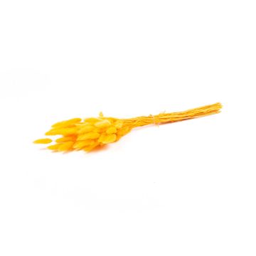 Torkat Lagurus-gräs BORKA, orange, 55-75cm, Ø12cm