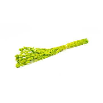 Torkat kanarigräs BRAGILA i bunt, äppelgrönt, 50-75cm, Ø12cm