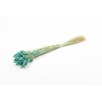 Torkat kanarigräs BRAGILA i bunt, turkos, 50-75cm, Ø12cm