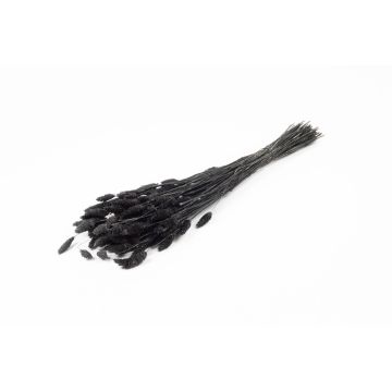Torkat kanarigräs BRAGILA i bunt, svart, 50-75cm, Ø12cm