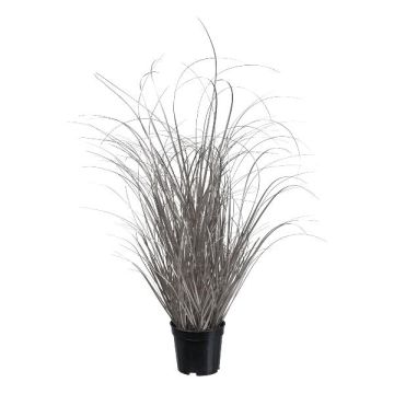 Dekorativt gräs, starr TAVRE, champagne, 75cm