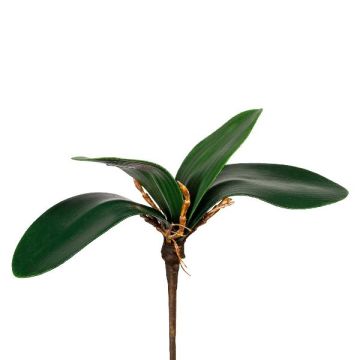 Dekorationsblad Phalaenopsis-orkidé ZULKRAM, stickpinne, luftrötter, 20cm