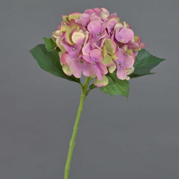 Konstgjord hortensia GABRIELLA, rosa-grön, 50cm, Ø17cm Konstgjord hortensia GABRIELLA, rosa-grön, 50cm, Ø17cm