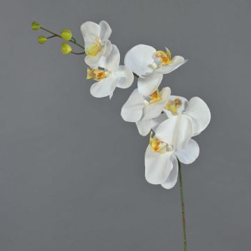 Dekorativ gren med Phalaenopsis-orkidé LANUA, krämfärgad, 70cm, Ø8,5-12cm Dekorativ gren med Phalaenopsis-orkidé LANUA, krämfärgad, 70cm, Ø8,5-12cm