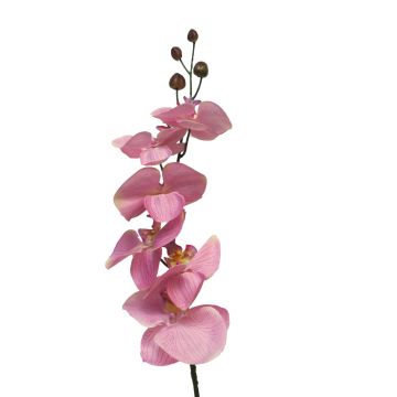 Dekorativ gren med Phalaenopsis-orkidé LANUA, rosa, 70cm, Ø8,5-12cm Dekorativ gren med Phalaenopsis-orkidé LANUA, rosa, 70cm, Ø8,5-12cm