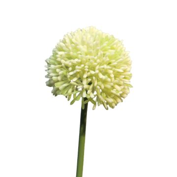 Konstgjord blomma Allium BAILIN, krämgrön, 45cm, Ø6,5cm Konstgjord blomma Allium BAILIN, krämgrön, 45cm, Ø6,5cm