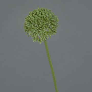 Konstgjord blomma Allium BAILIN, grön, 45cm, Ø6,5cm Konstgjord blomma Allium BAILIN, grön, 45cm, Ø6,5cm