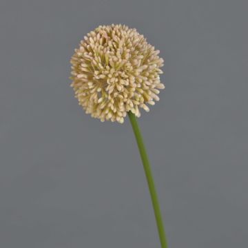 Konstgjord blomma Allium BAILIN, rosa-krämfärgad, 45cm, Ø6,5cm Konstgjord blomma Allium BAILIN, rosa-krämfärgad, 45cm, Ø6,5cm