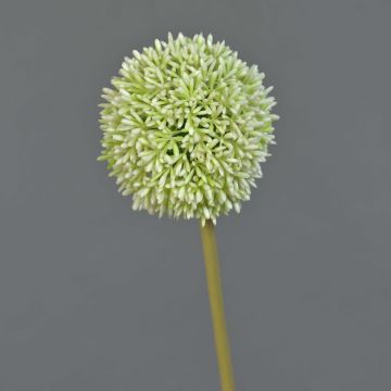 Konstgjord blomma Allium BAILIN, krämgrön, 65cm, Ø10cm Konstgjord blomma Allium BAILIN, krämgrön, 65cm, Ø10cm