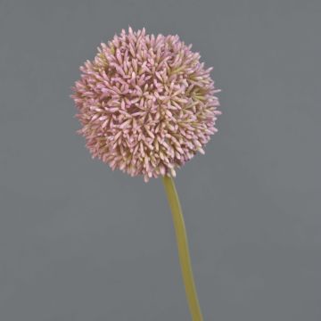 Konstgjord blomma Allium BAILIN, rosa-grön, 65cm, Ø10cm Konstgjord blomma Allium BAILIN, rosa-grön, 65cm, Ø10cm