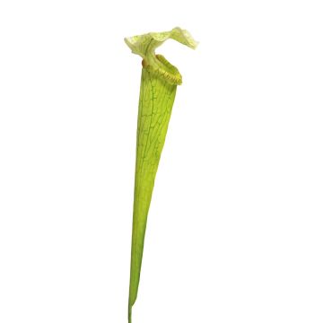 Konstgjord suckulent Sarracenia YUNFEI på pinne, grön, 60cm