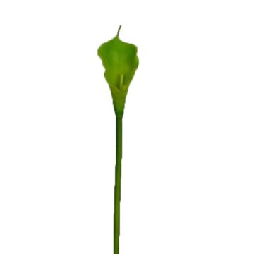 Konstblomma zantedeschia DOU, grön, 70cm Konstblomma zantedeschia DOU, grön, 70cm