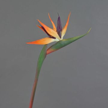 Dekorationsblomma Strelitzia DONGLIN, orange-violett, 85cm, 14x25cm Dekorationsblomma Strelitzia DONGLIN, orange-violett, 85cm, 14x25cm