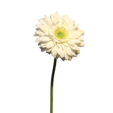 Konstgjord gerbera QIUDONG, krämfärgad, 50cm, Ø12cm Konstgjord gerbera QIUDONG, krämfärgad, 50cm, Ø12cm