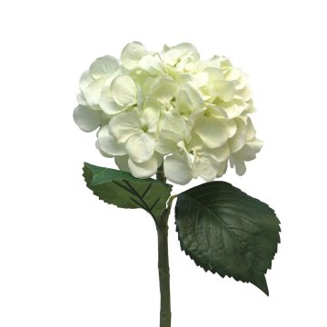 Konstgjord hortensia FUXIANG, krämfärgad, 50cm, Ø16cm Konstgjord hortensia FUXIANG, krämfärgad, 50cm, Ø16cm