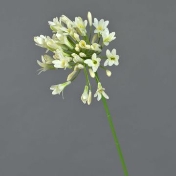 Dekorativ konstblomma agapanthus PHILINA, krämgrön, 75cm, Ø14cm Dekorativ konstblomma agapanthus PHILINA, krämgrön, 75cm, Ø14cm