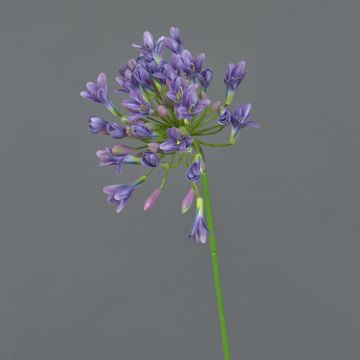 Dekorativ konstblomma agapanthus PHILINA, lila-blå, 75cm, Ø14cm Dekorativ konstblomma agapanthus PHILINA, lila-blå, 75cm, Ø14cm