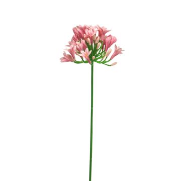 Dekorativ konstblomma agapanthus PHILINA, rosa, 75cm, Ø14cm Dekorativ konstblomma agapanthus PHILINA, rosa, 75cm, Ø14cm