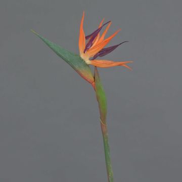 Dekorativ blomma Strelitzia WEIYU, orange-violett, 60cm, 10x13cm