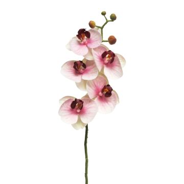 Konstgjord gren med Phalaenopsis-orkidé SONGYA, cerise-krämfärgad, 50cm, Ø6-7cm