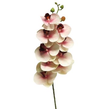 Konstgjord gren med Phalaenopsis-orkidé SONGYA, cerise-krämfärgad, 75cm