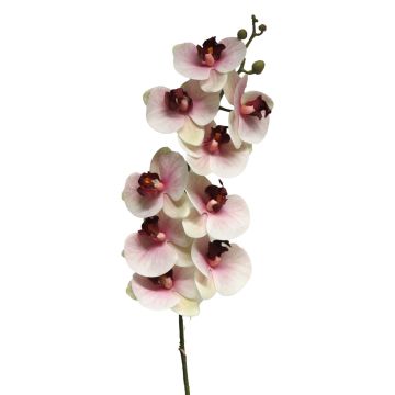 Konstgjord Phalaenopsis-orkidé SONGYA, cerise-krämfärgad, 105cm