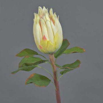 Konstgjord protea SHUHUI, krämrosa, 60cm, Ø8cm Konstgjord protea SHUHUI, krämrosa, 60cm, Ø8cm
