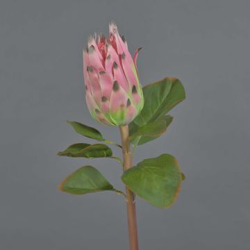 Konstgjord protea SHUHUI, rosa-grön, 60cm, Ø8cm Konstgjord protea SHUHUI, rosa-grön, 60cm, Ø8cm