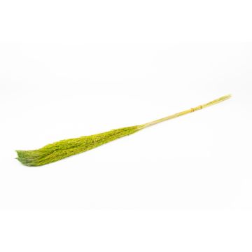 Torkat vassbunt DONJETA, äppelgrönt, 115-120cm, Ø15cm Torkat vassbunt DONJETA, äppelgrönt, 115-120cm, Ø15cm