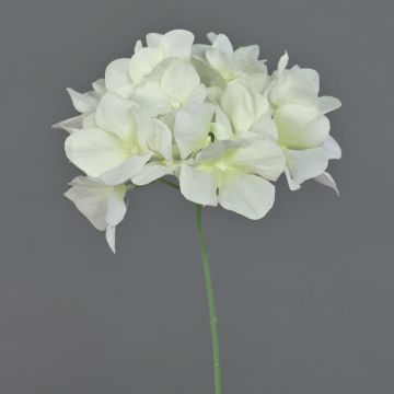 Dekorationsblomma hortensia FUHUA, krämfärgad, 23cm, Ø14cm Dekorationsblomma hortensia FUHUA, krämfärgad, 23cm, Ø14cm