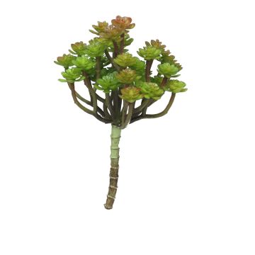 Dekorativ Echeveria macdougallii ULUO på stickpinne, grön-röd, 19cm