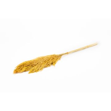 Torkat vassbunt DONJETA, curryt, 70-80cm, Ø15cm Torkat vassbunt DONJETA, curryt, 70-80cm, Ø15cm