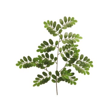 Dekorativ gren av robinia WENLIN, grön, 70cm Dekorativ gren av robinia WENLIN, grön, 70cm