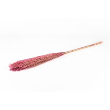 Torkat vassbunt DONJETA, mörkrosat, 115-120cm, Ø15cm Torkat vassbunt DONJETA, mörkrosat, 115-120cm, Ø15cm