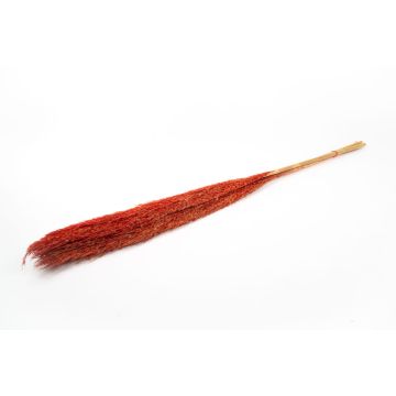 Torkat vassbunt DONJETA, rött, 115-120cm, Ø15cm