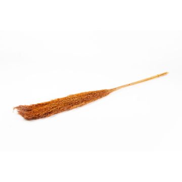Torkat vassbunt DONJETA, terrakotta, 115-120cm, Ø15cm Torkat vassbunt DONJETA, terrakotta, 115-120cm, Ø15cm