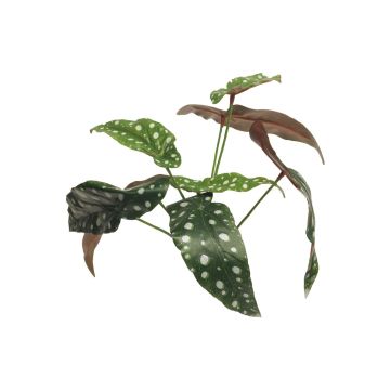Konstgjord växt: Forellbegonia NILING, på pinne, grön-vit, 35cm Konstgjord växt: Forellbegonia NILING, på pinne, grön-vit, 35cm