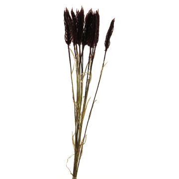 Konstgjord vete-bukett YANGMEI, vinröd, 55cm Konstgjord vete-bukett YANGMEI, vinröd, 55cm