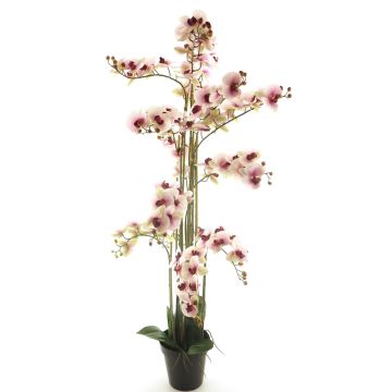 Konstblomma Phalaenopsis-orkidé CHENXU, rosa-krämfärgad, 140cm