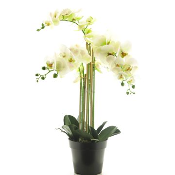 Konstblomma Phalaenopsis-orkidé CHENXU, vit, 60cm Konstblomma Phalaenopsis-orkidé CHENXU, vit, 60cm