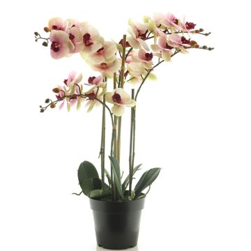 Konstblomma Phalaenopsis-orkidé CHENXU, rosa-krämfärgad, 60cm Konstblomma Phalaenopsis-orkidé CHENXU, rosa-krämfärgad, 60cm