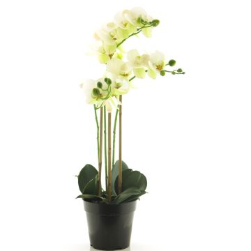 Konstblomma Phalaenopsis-orkidé CHENXU, vit, 55cm Konstblomma Phalaenopsis-orkidé CHENXU, vit, 55cm
